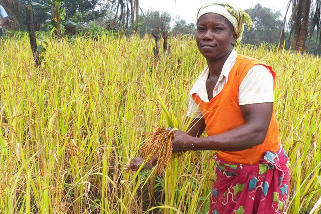 Cocoa and palm oil scheme launched in Liberia | APAnews - African Press ...