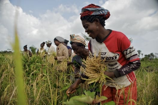 Ugandan pastoralists adopt wild plants to combat food shortages