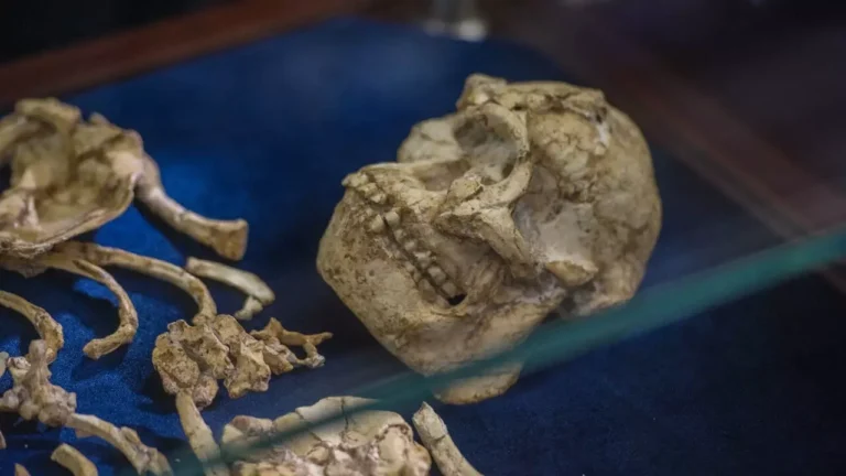 Ethiopia’s world-famous fossil to travel to Europe for first time