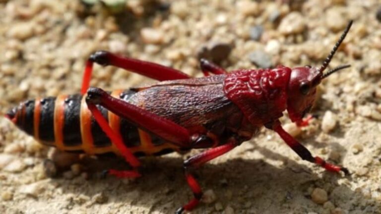 Zambia acts as red locusts threaten Limulunga district