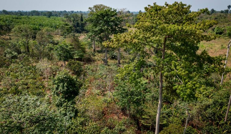 Nigerian nature-based carbon initiative gets UK support – Report