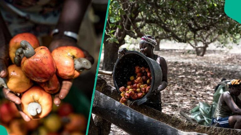 Cashew exports generate over $400m – FACAN