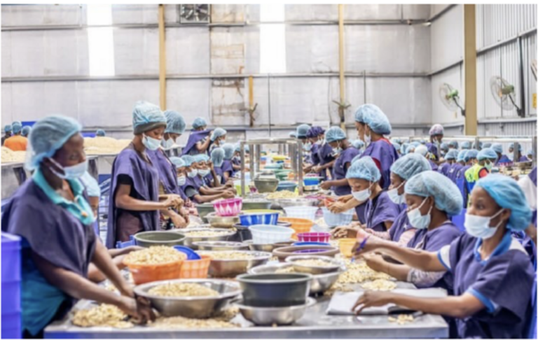 Benin’s cashew industry drives economic shift