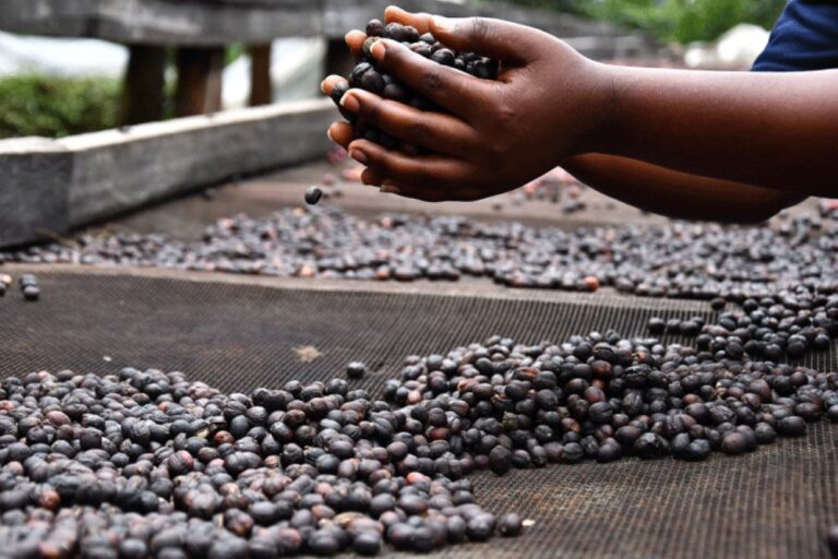Uganda set to ban exports of unprocessed coffee