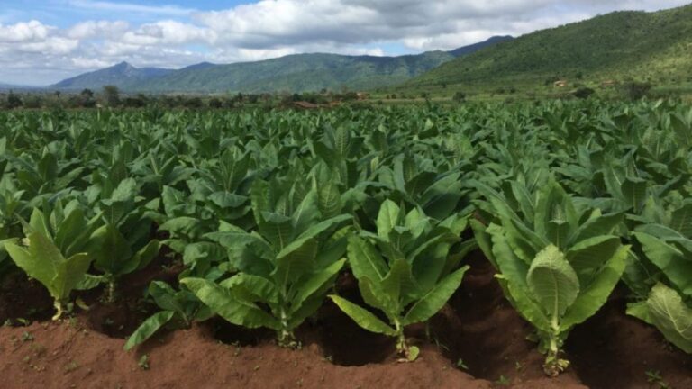 Over 100 operators breach Burkina tobacco regulations