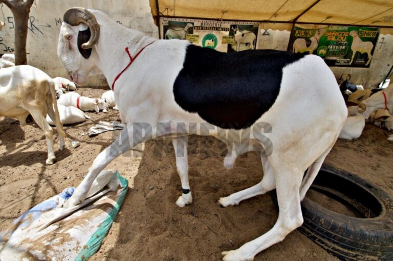 Eid’s prestige sheep, between ritual and finance