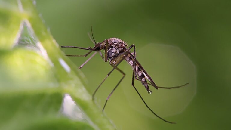 Malaria still leading cause of mortality in Tanzania – Official