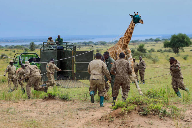 Uganda translocates endangered Nubian Giraffes to new reserve