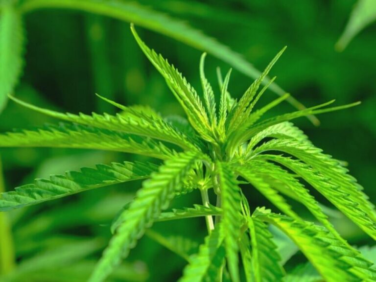 Botswana to launch industrial hemp production after trials