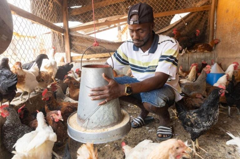Lamine’s IOM-supported journey from desert to poultry farming