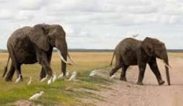 Fifteen elephants found dead outside Kenyan park