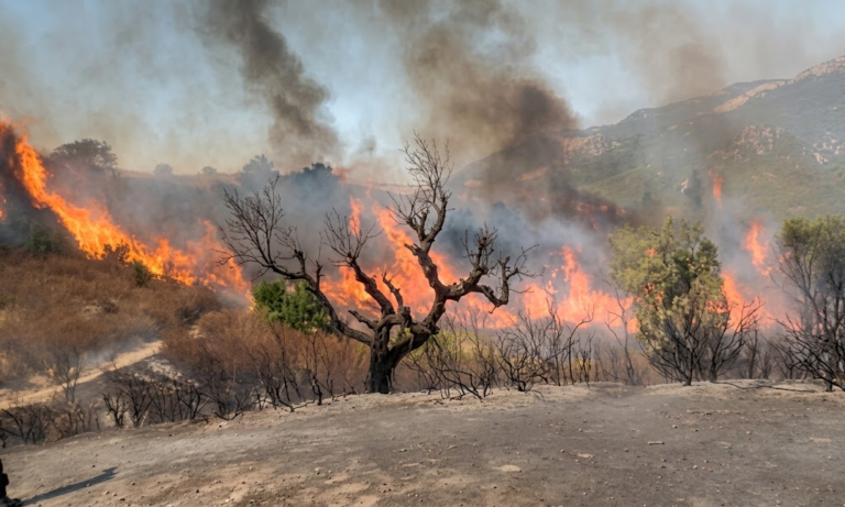 Algeria’s wildfire compensation scheme faces operational test