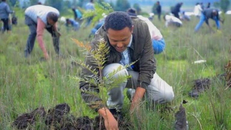 Ethiopia set to plant 9 billion tree seedlings by 2027